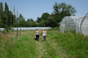 ferme