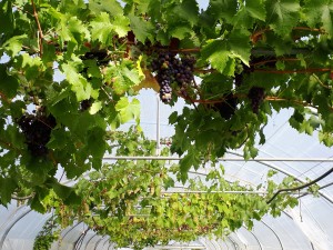 raisin global