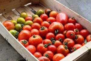 tomates