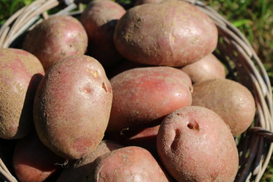 Pomme de terre de consommation à chair tendre variété Désirée La