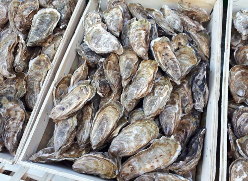 huîtres